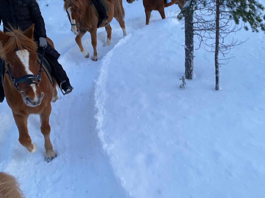 Polaris Point Horses-撒利塞卡必去景点