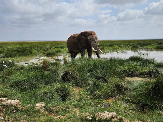 Native Afrika Voyages-内罗毕必去景点