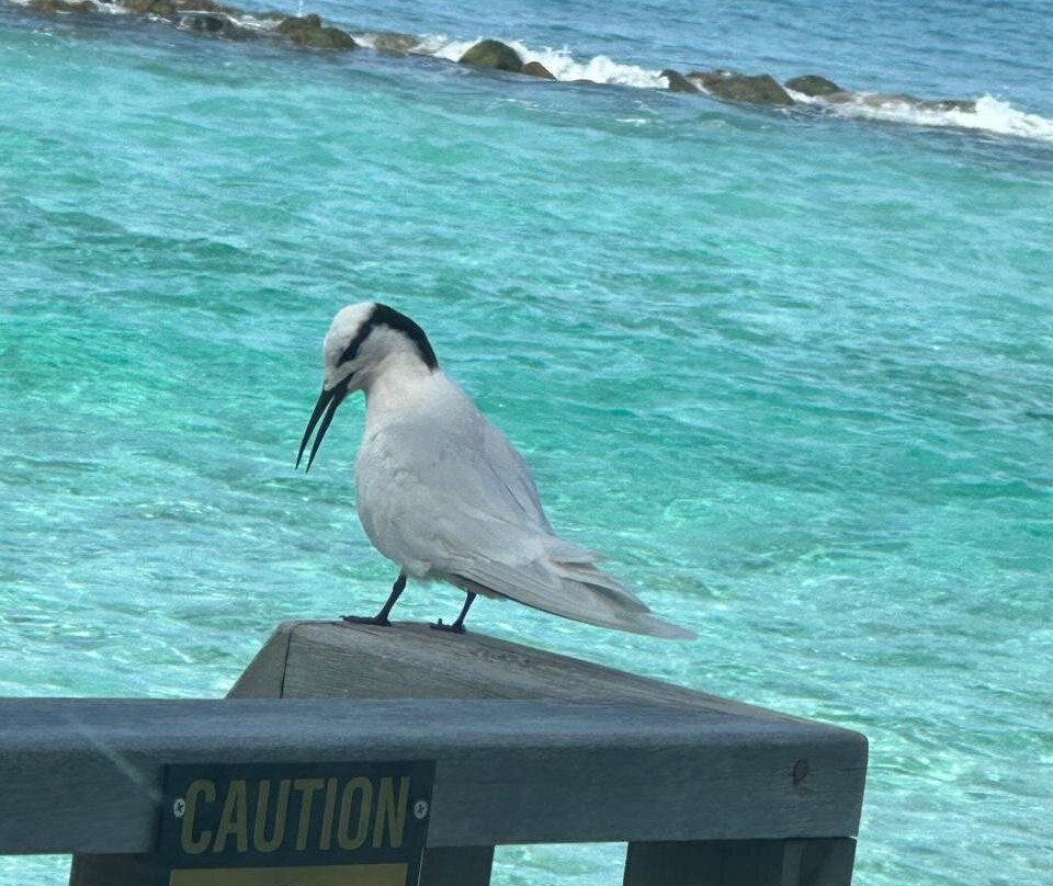 Oblu Xperience Ailafushi主图