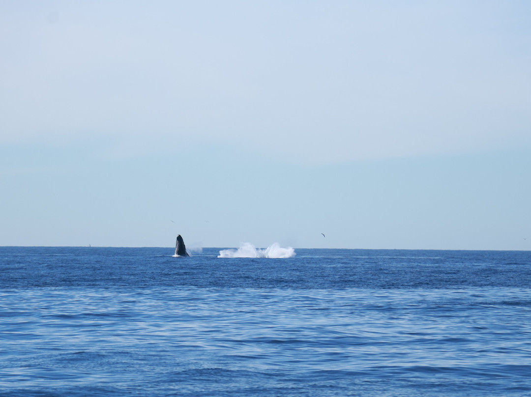 Cabo Adventures - Luxury Sailing Adventure-卡波圣卢卡斯必去景点