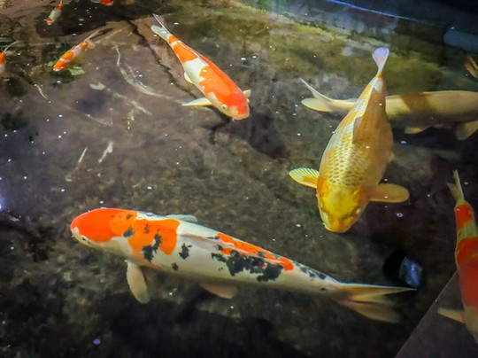 Museo di Storia Naturale - Universita di Pisa-Calci必去景点