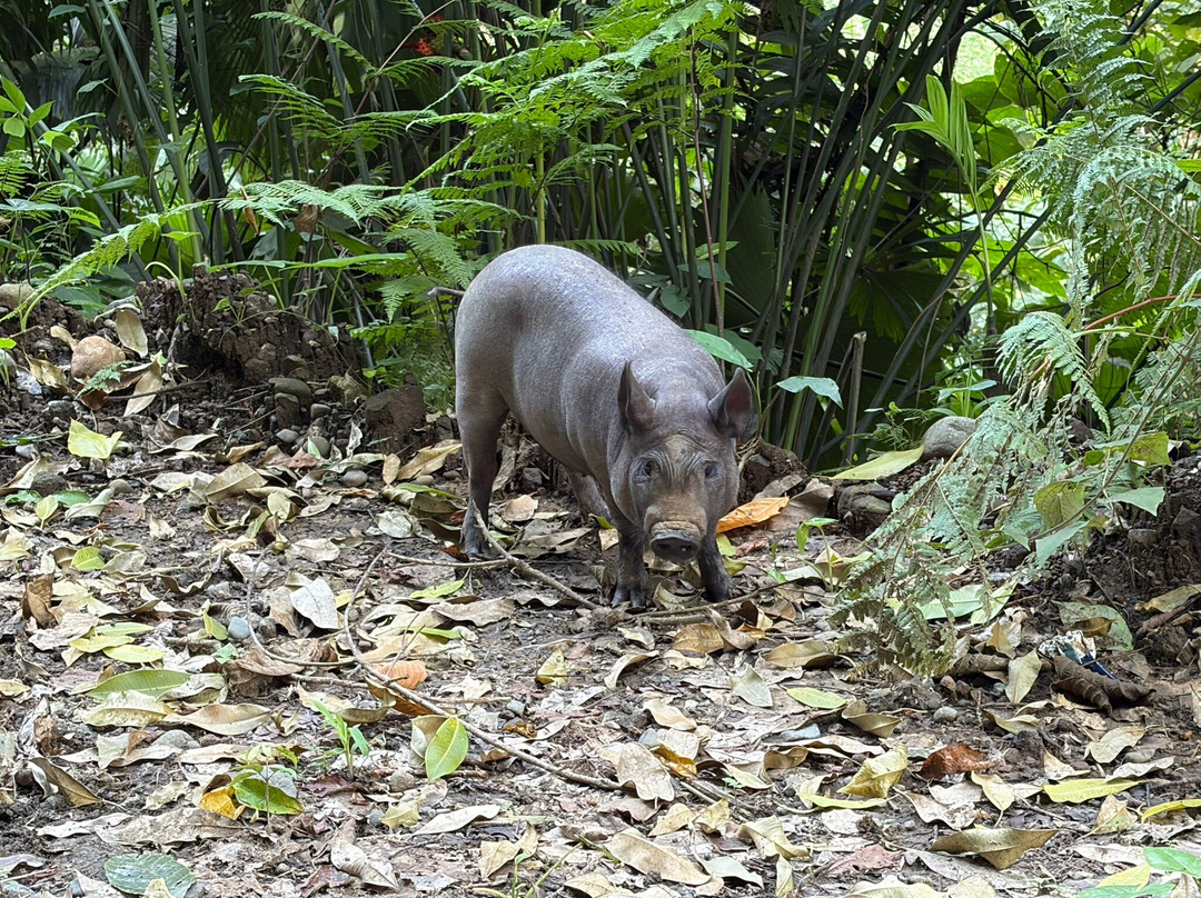 Puerta Limon Monster Bus & Rainforest Expedition