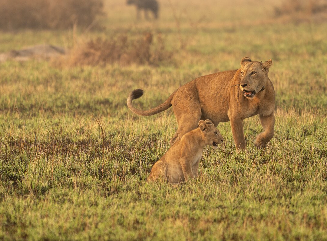 Gorillas and Wildlife Safaris-布恩迪难以穿越的国家公园必去景点