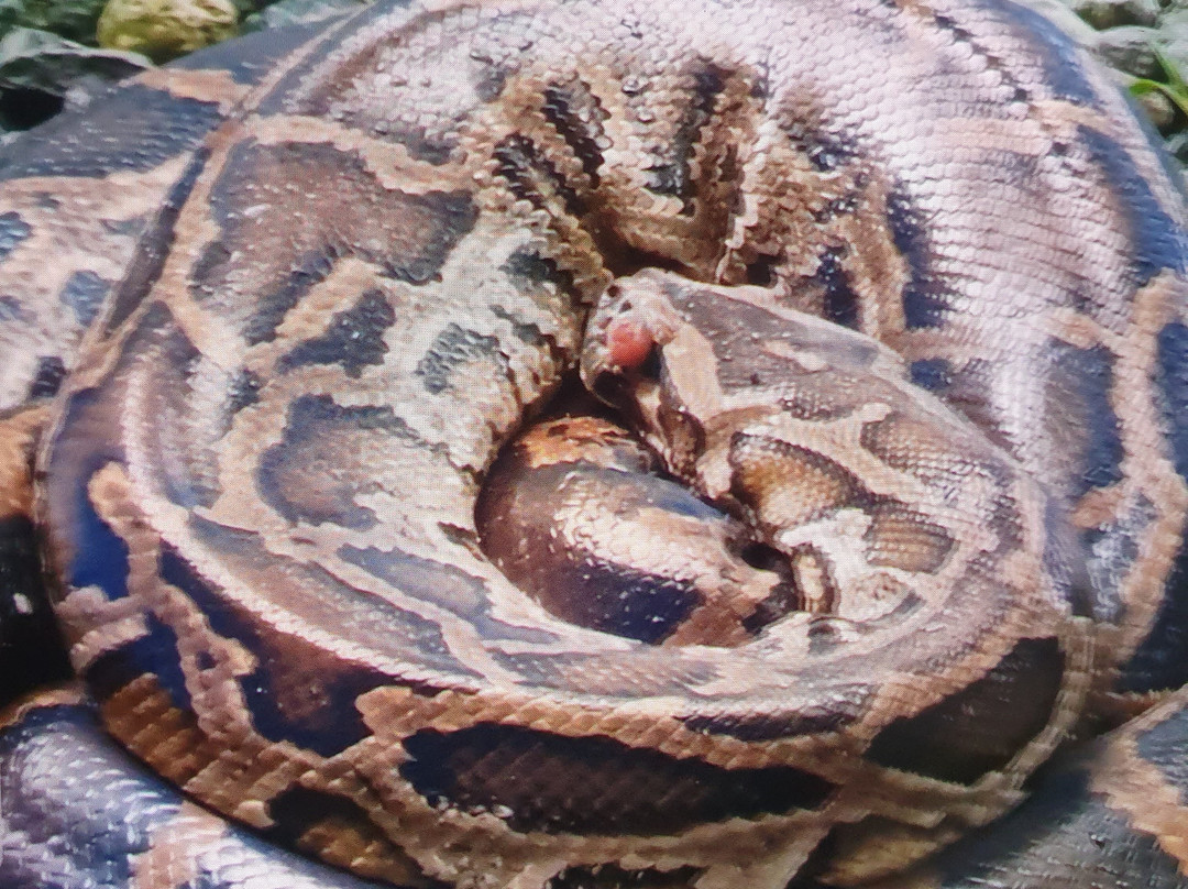 Xzootic Animal Park-Loay必去景点