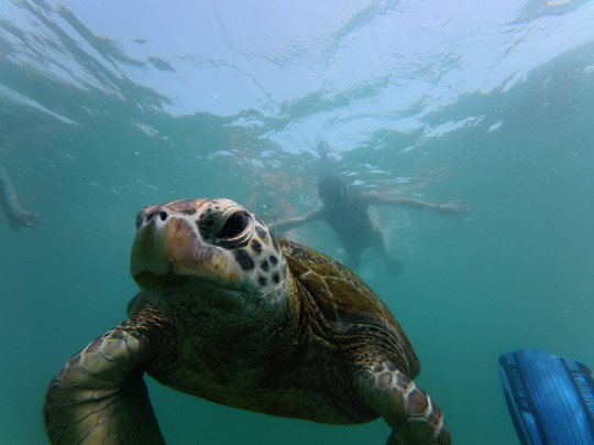Mirissa Dive Center-美蕊沙必去景点