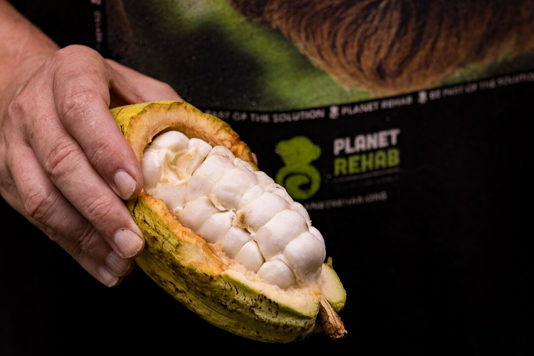 Green Acres Chocolate Farm and Nature Preserve-Cerro Brujo必去景点