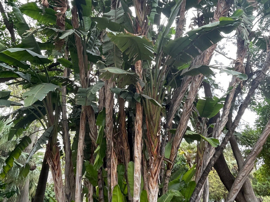 Parque de Malaga-马拉加必去景点