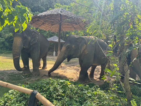Hidden Forest Elephant Reserve-查龙必去景点