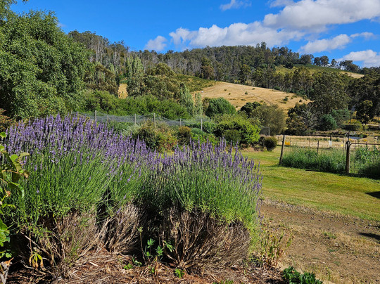 哈姆雷特丘陵地区住宿主图