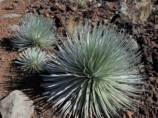 Haleakala Visitor Center-库拉必去景点