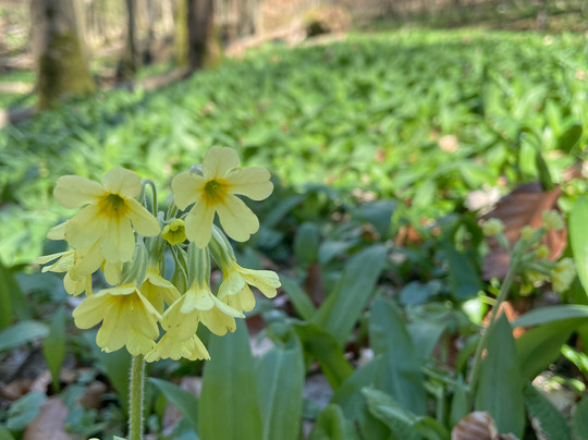 Nationalpark Hainich-Bad Langensalza必去景点