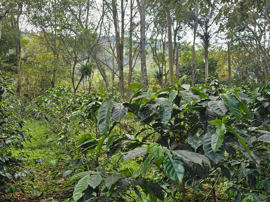 El Recuerdo Finca Cafetera Tradicional-萨伦托必去景点