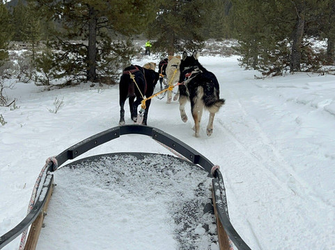 Yellowstone Dog Sled Adventures-西黄石镇必去景点