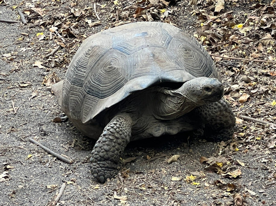 Hermes Galapagos Mega Catamaran-阿约拉港必去景点