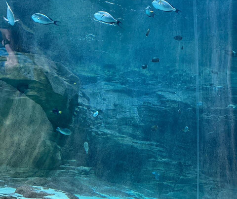 SeaWorld Yas Island Abu Dhabi-阿布扎比必去景点