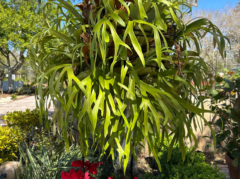 Discovery Gardens-Tavares必去景点