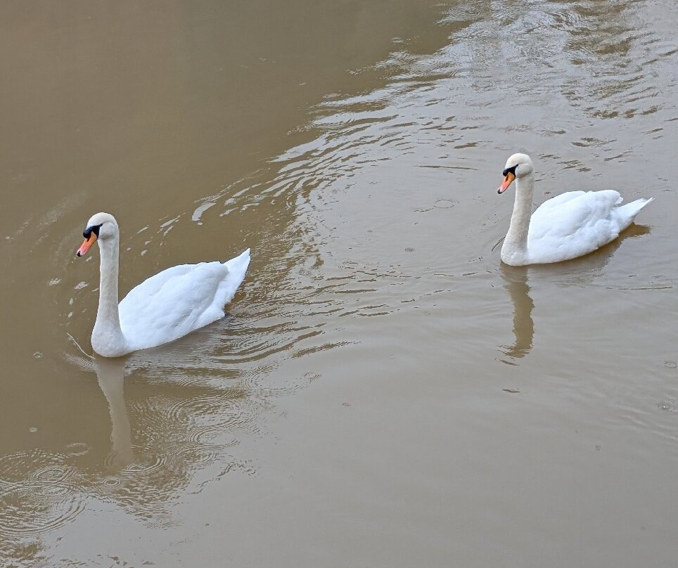 Painshill-科巴姆必去景点