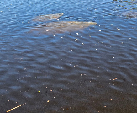 Manatee Park-迈尔斯堡必去景点