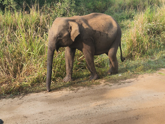 Jeep Safari With Gayan-锡吉里亚必去景点