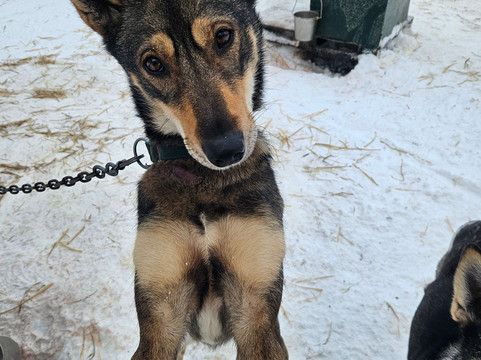 Snowhook Adventure Guides of Alaska-Willow必去景点