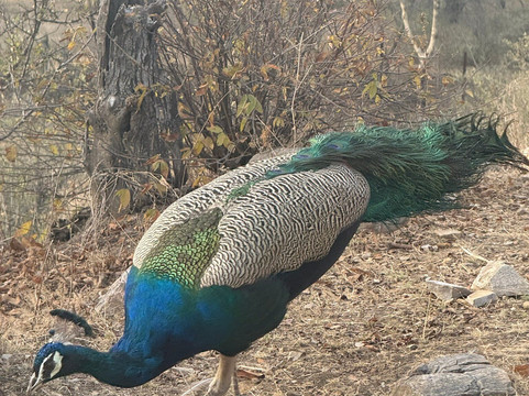 Dera Amer Wilderness Camp-Amer必去景点