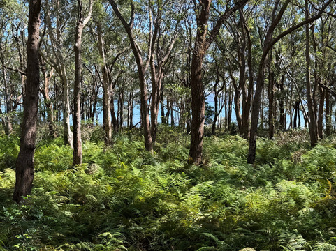 Koala Reserve Mangrove Boardwalk-柠檬树路必去景点