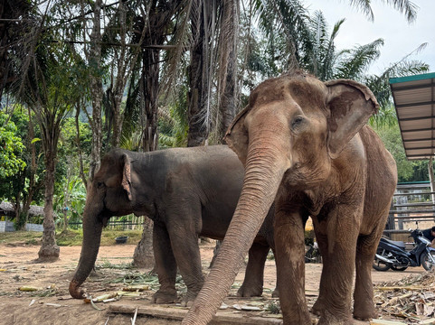 Phuket Elephant Nature Reserve-他朗必去景点
