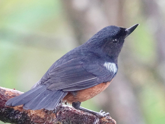 Jaguarundi Travel-波哥大必去景点