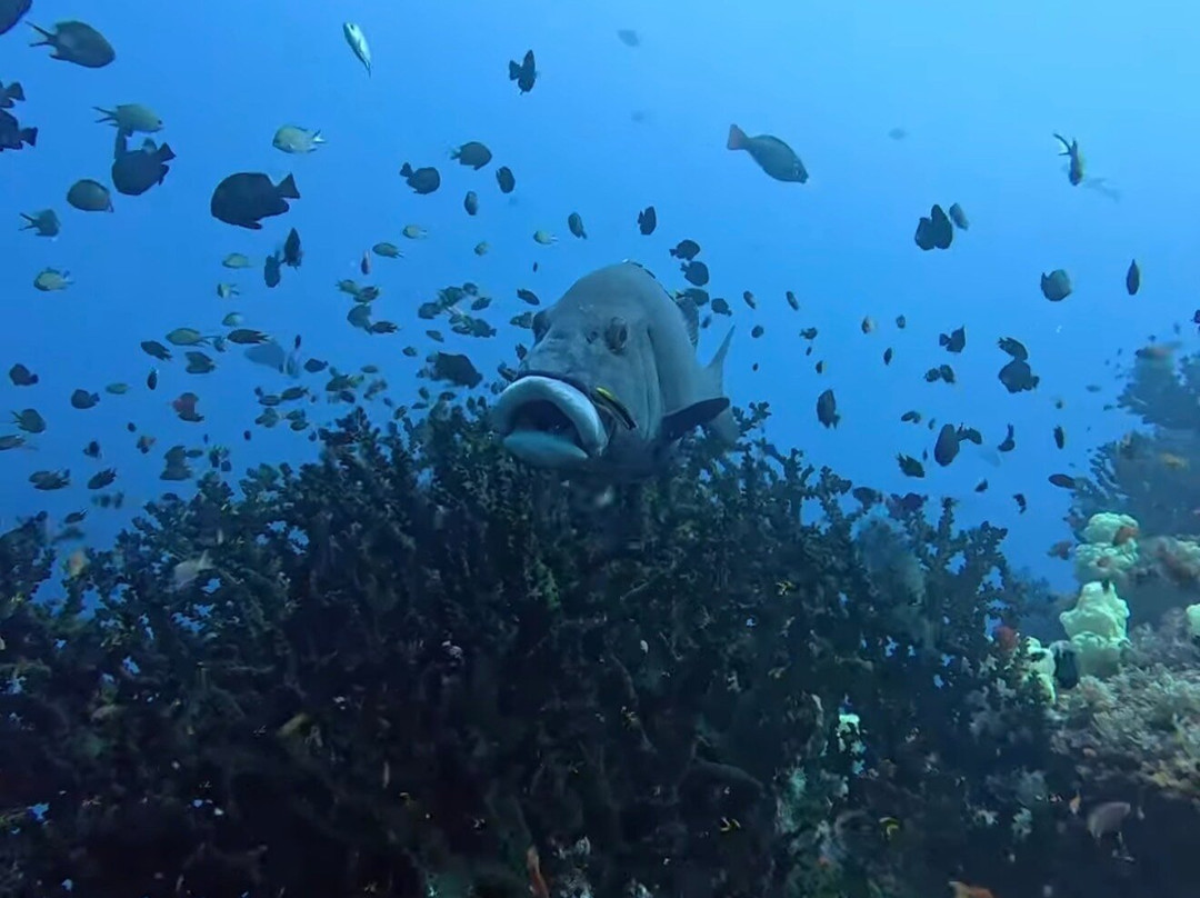 Papua Diving-Kri Island必去景点