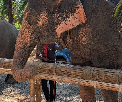 Khao Sok Elephant Sanctuary-拷索国家公园必去景点