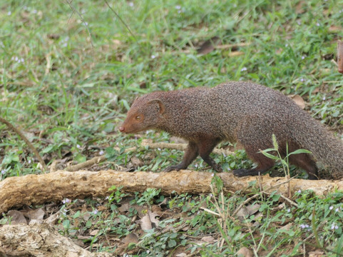 Ceylon Safari Tours-蒂瑟默哈拉默必去景点