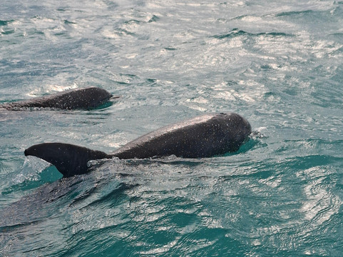 Pixan Ka'an-图伦必去景点