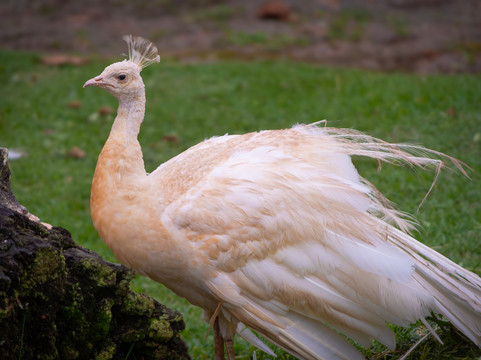 Zoo Das Aves-Pocos de Caldas必去景点