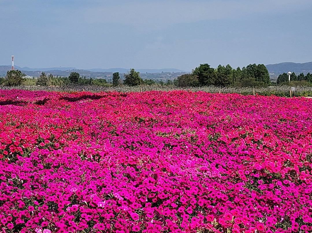 Peter Bangkok Taxi-曼谷必去景点