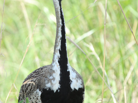 Duma Explorer-阿鲁沙必去景点