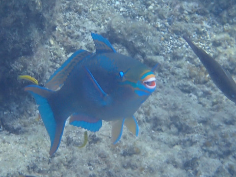 Duik op Curacao-威廉斯塔德必去景点