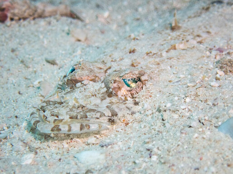 DivePoint Rannalhi-绚丽岛必去景点