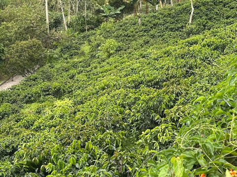 Finca  Buenos Aires coffee Tour-萨伦托必去景点
