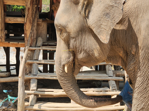Pon Elephant Thailand-清迈必去景点