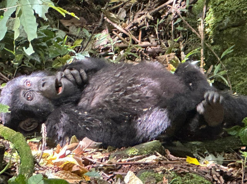 Go Gorilla Trekking-吉佳利必去景点