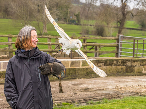Walks With Hawks-切尔滕纳姆必去景点