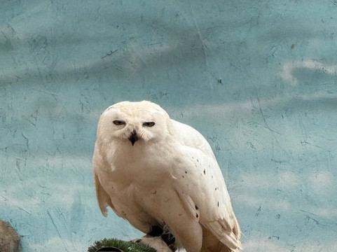 Northumberland Zoo-莫佩思必去景点