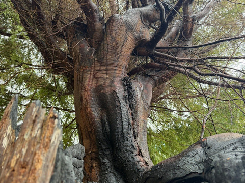 Pacific County Courthouse-South Bend必去景点