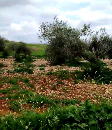 Why Jordan Tours-佩特拉必去景点