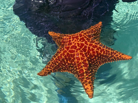 True Blue Charters | Spanish Wells Bahamas Guide-Spanish Wells必去景点