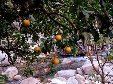River Orange Garden-Pelling必去景点