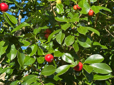 Nature Trails Mauritius-卡特勒博尔纳必去景点