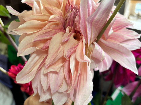 Adene's Farm Flowers-Wolseley必去景点