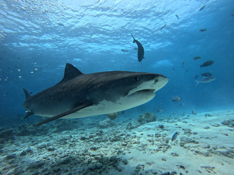 OK Maldives-马累必去景点