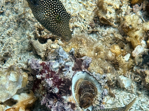 The Dive Gurus-拉巴斯必去景点